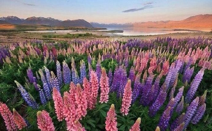 新西兰留学移民攻略，当地风俗习惯如何？