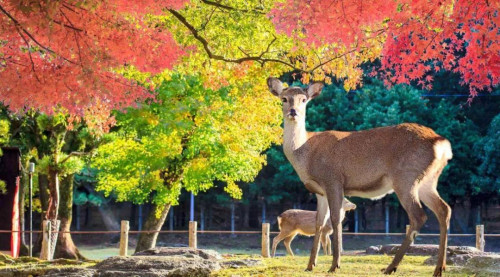 日本新闻生 一人签证两人受益！